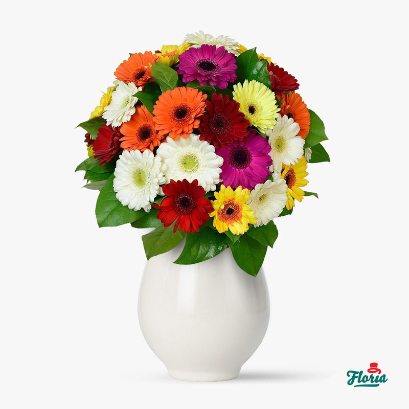 Buchet-de-35-gerbera-multicolore---Standard