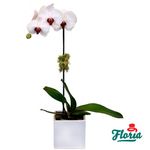 Orhidee-Phalaenopsis-alba
