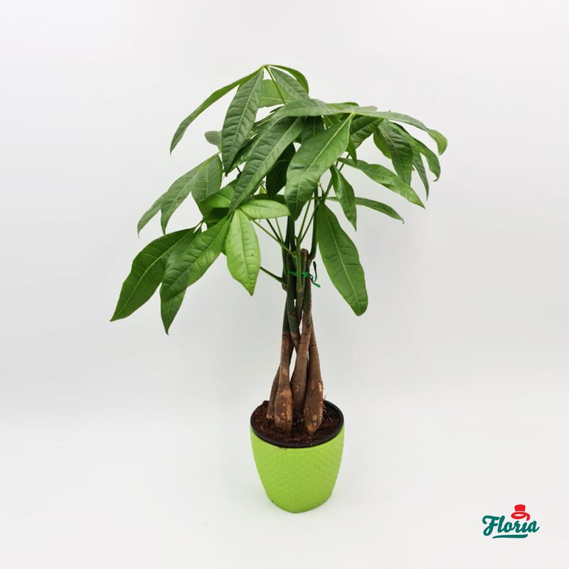 Pachira--Plante-de-apartament---Standard