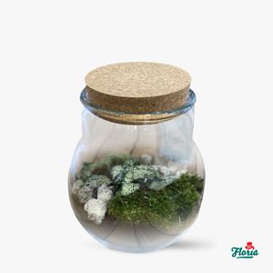Mini-terrarium with mosses and plants