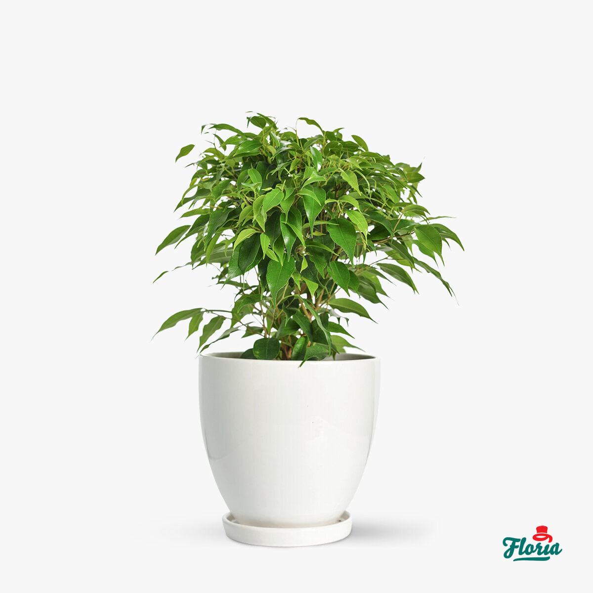 Ficus Benjamina- Plante de apartament floria.ro