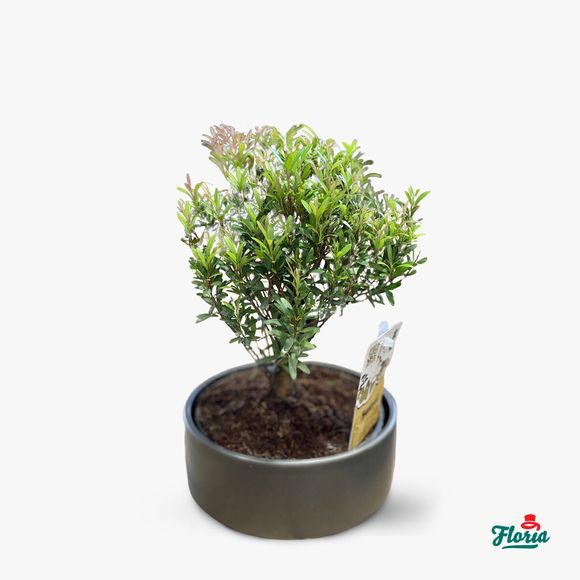 Bonsai Syzygium- Houseplants