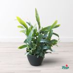 Phlebodium--Plante-de-apartament---Standard