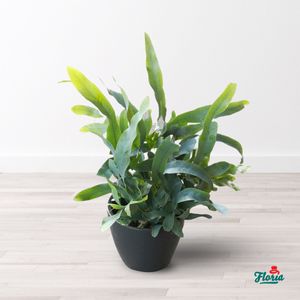 Phlebodium- Plante de apartament