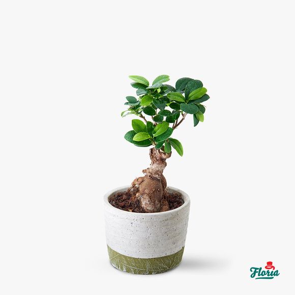 Ficus - Houseplants