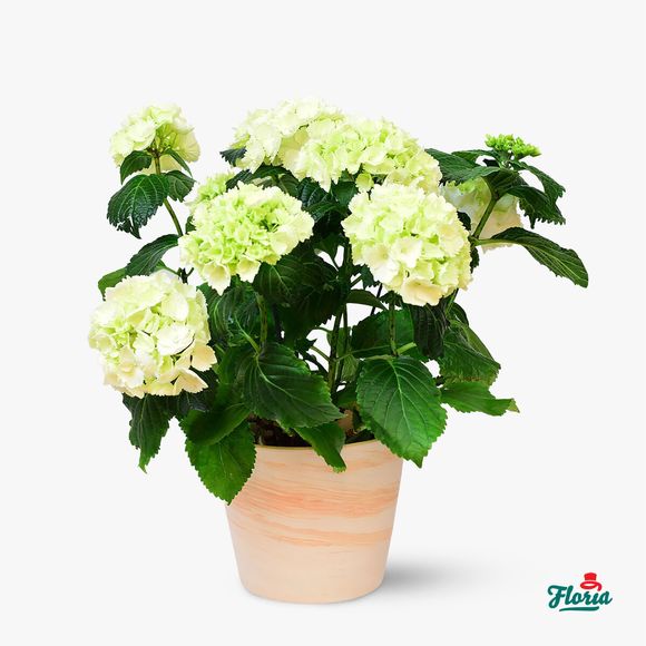 Large potted hydrangea - Houseplants