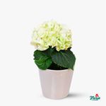 Hortensie-la-ghiveci---Plante-de-apartament---Standard