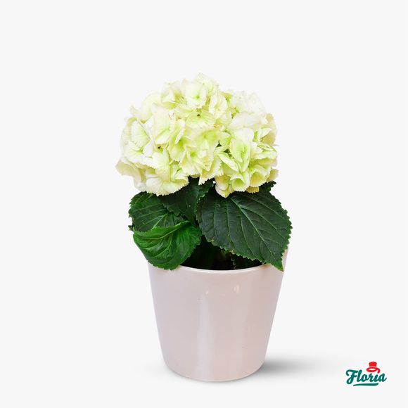 Potted hydrangea - Houseplants