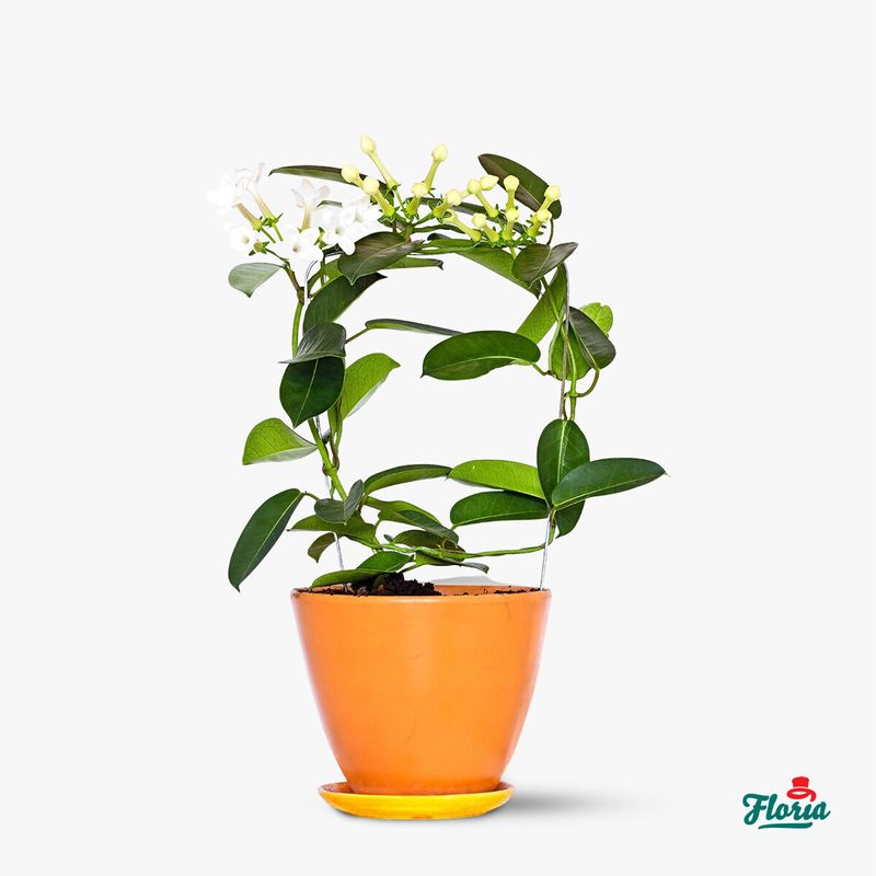 Stephanotis---Plante-de-apartament---Standard