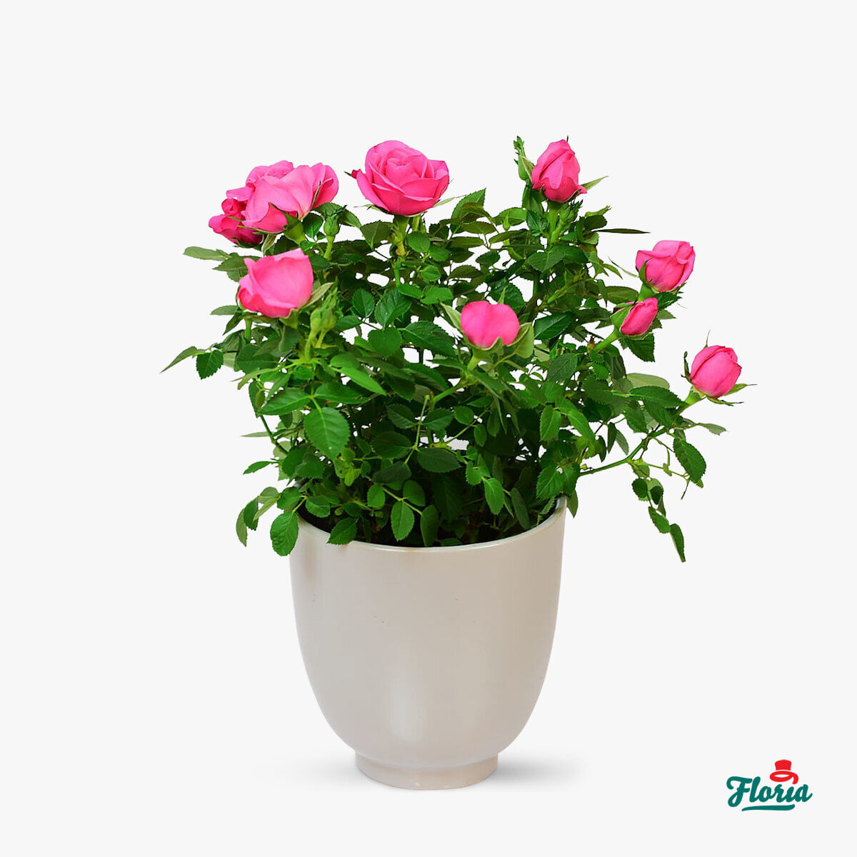 Trandafir pitic roz – Plante de apartament floria.ro