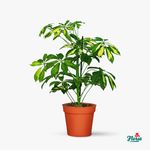 Schefflera---Plante-de-apartament---Standard