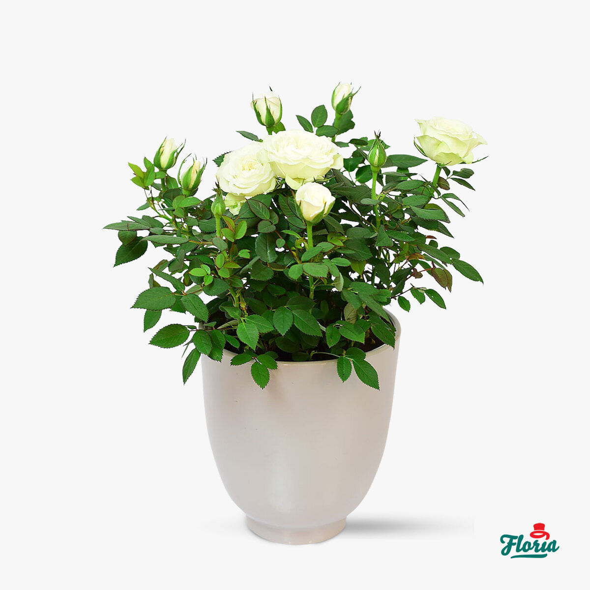 Trandafir pitic alb – Plante de apartament – Standard alb