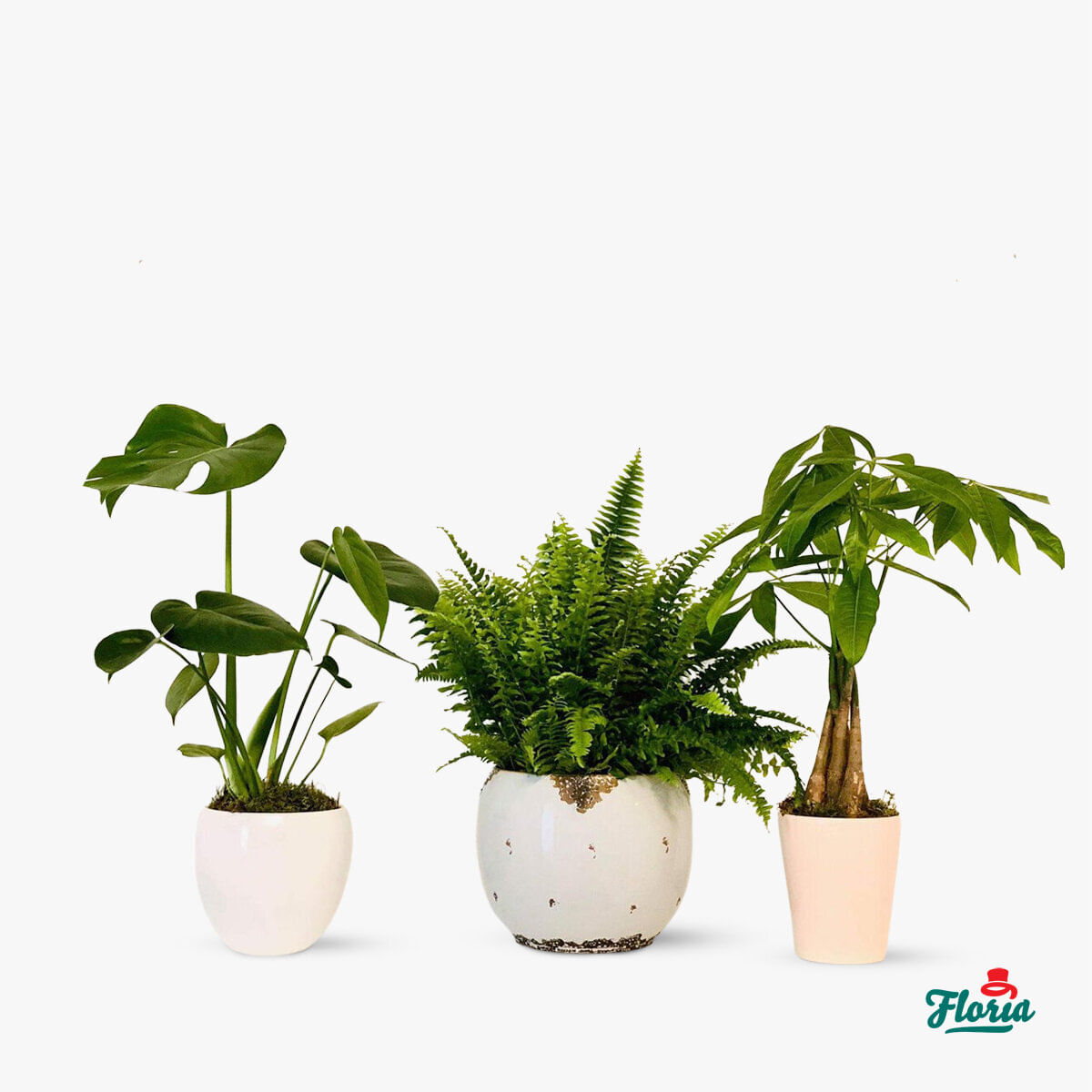 Ficus – Plante de apartament – Standard Apartament