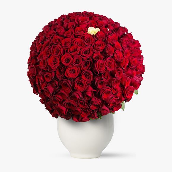 Buchet 229 trandafiri rosii - Dragoste fara limite