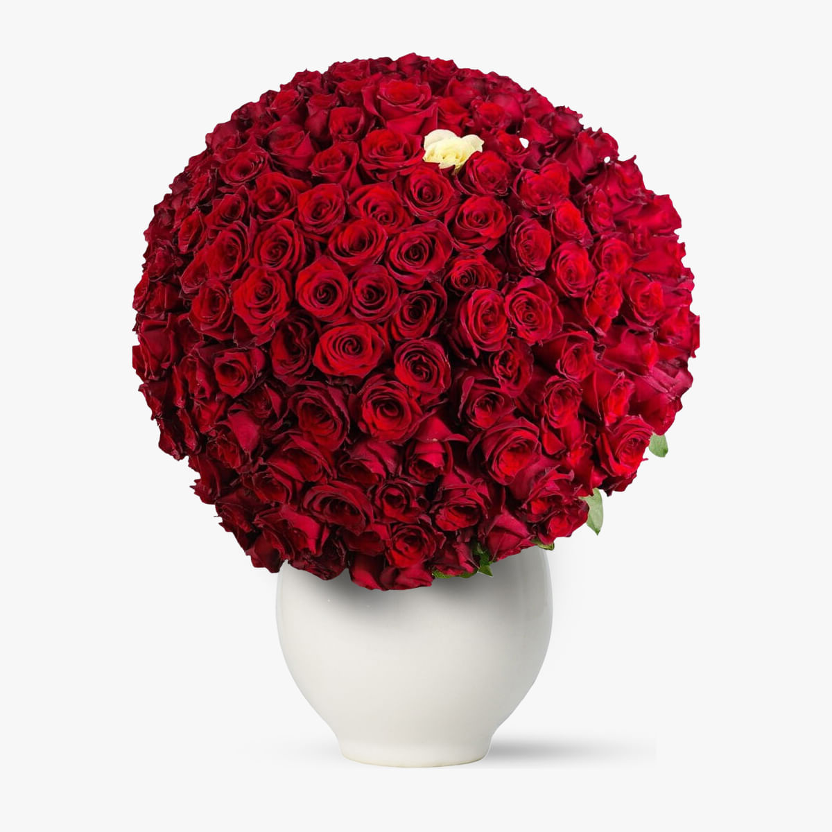 Buchet 229 trandafiri rosii - Dragoste fara limite - Standard
