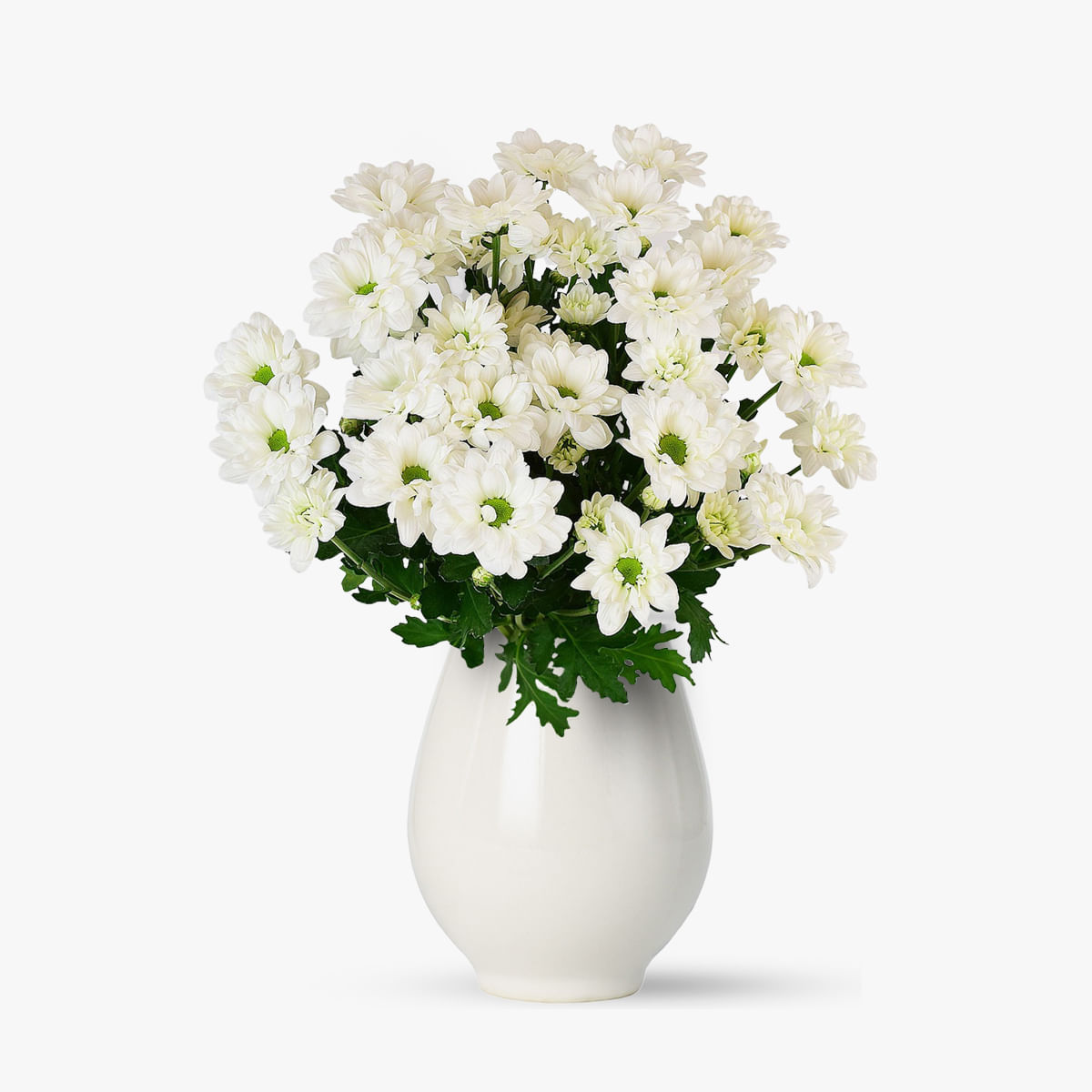Buchet de 5 crizanteme albe – Standard albe