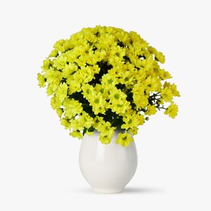 Buchet de 15 crizanteme galbene