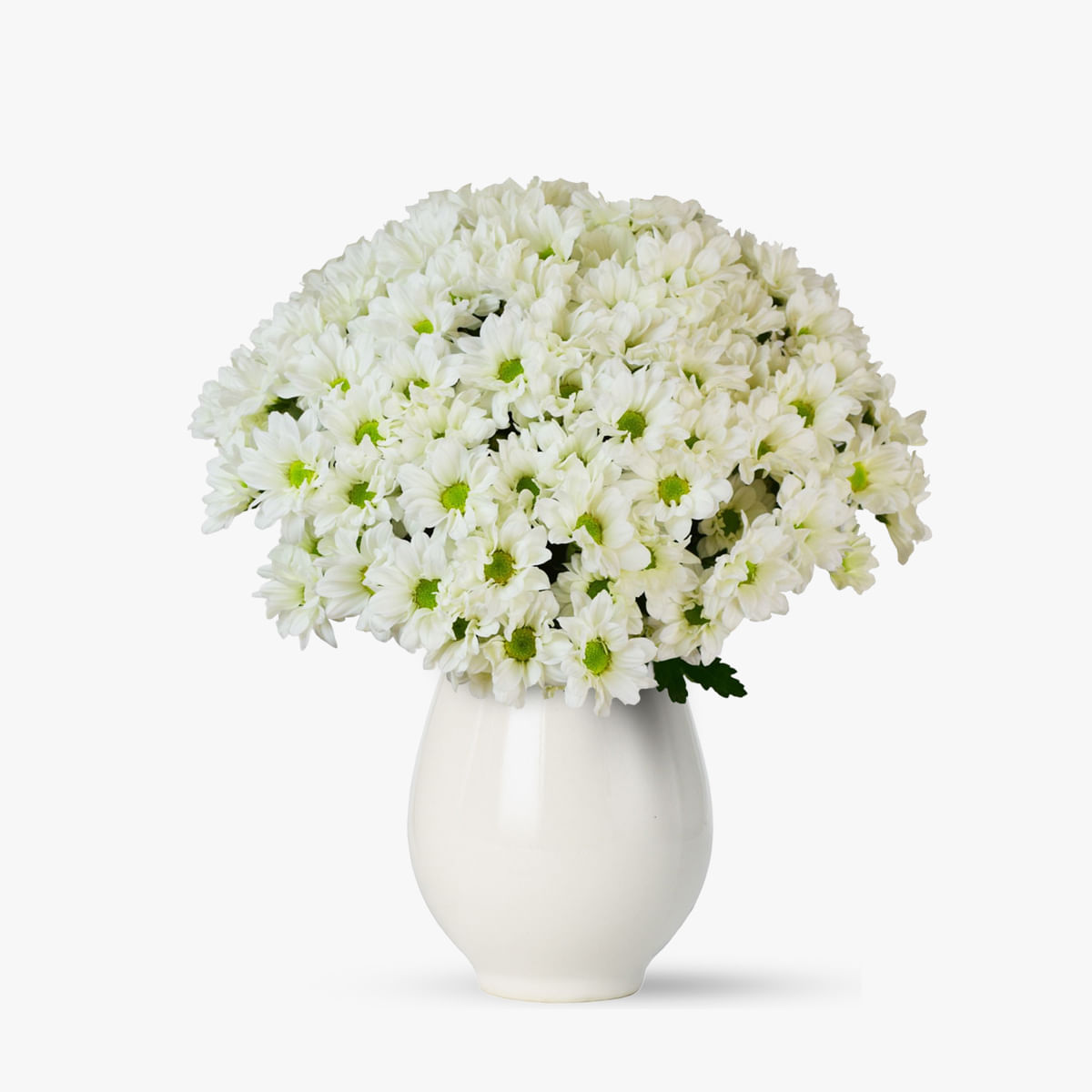 Buchet de 15 crizanteme albe – Standard albe