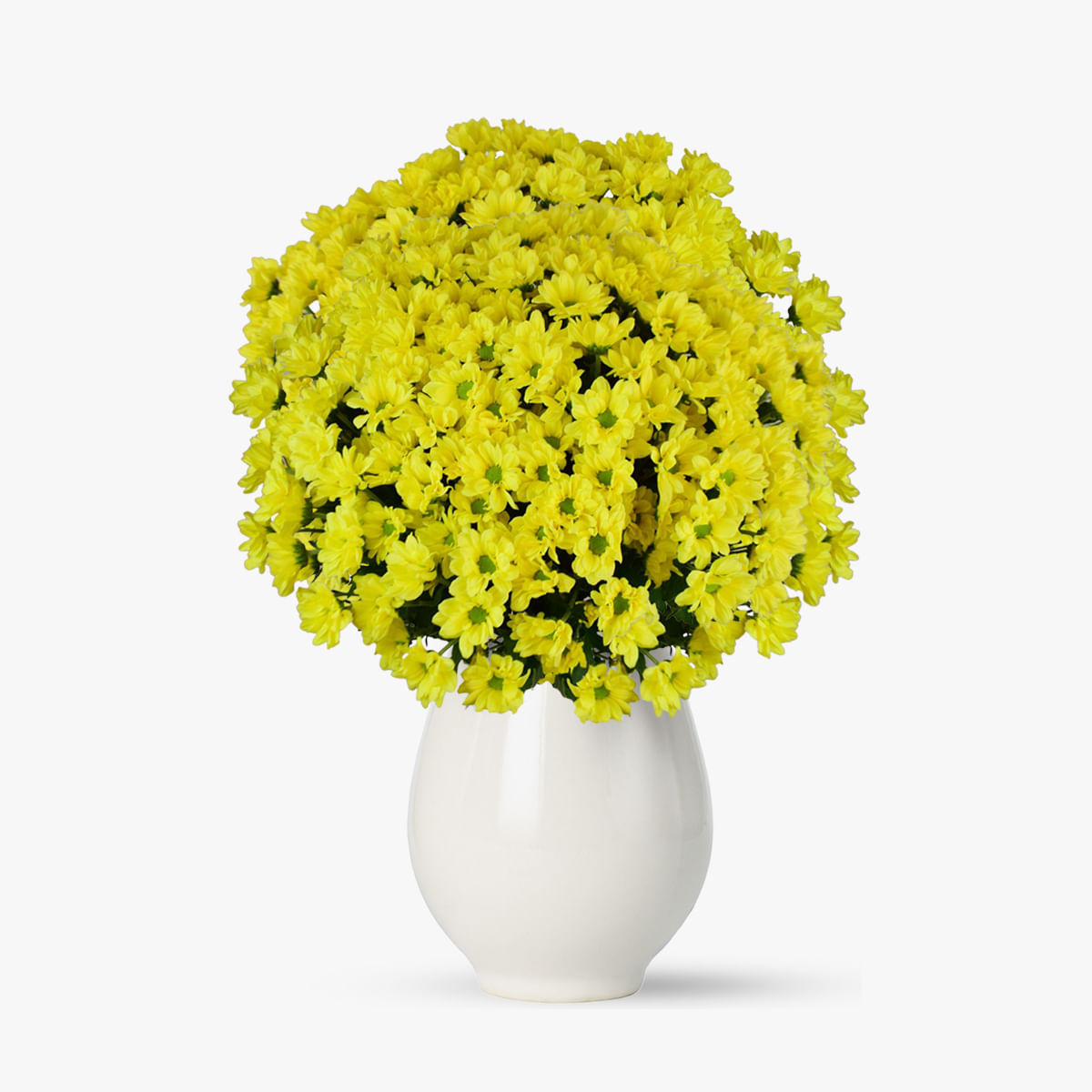 Buchet de 23 crizanteme galbene – Standard