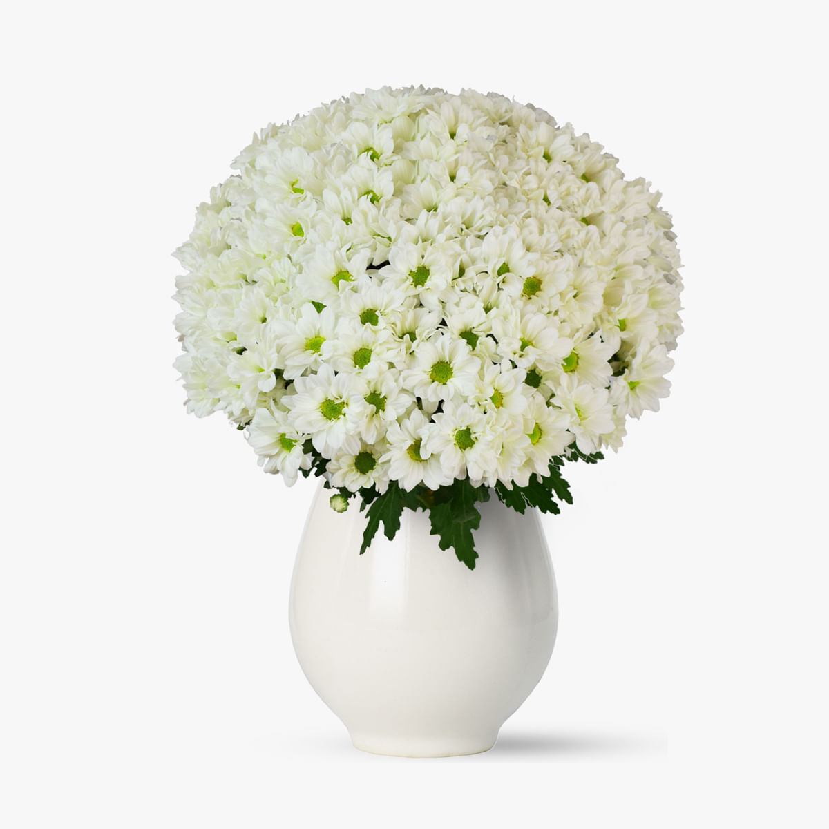 Buchet de 35 crizanteme albe floria.ro