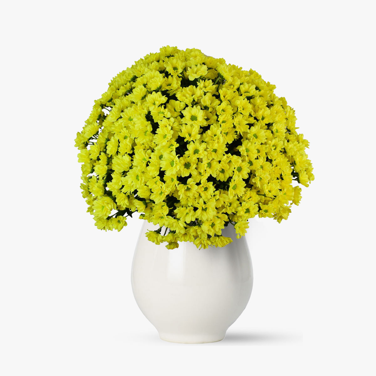 Buchet de 55 crizanteme galbene – Standard Buchet