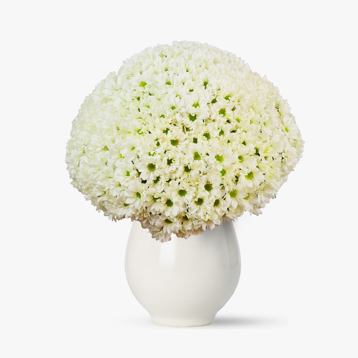 Buchet de 75 crizanteme albe generos si proaspat