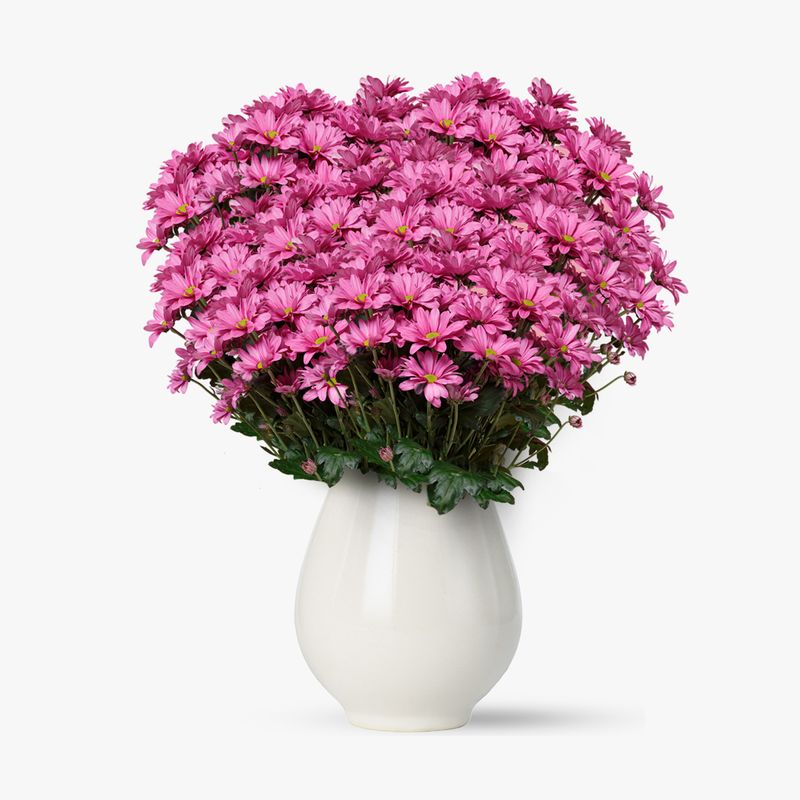 Buchet-de-75-crizanteme-roz