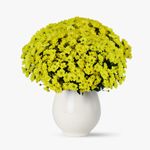 Buchet-de-75-crizanteme-galbene