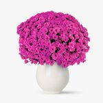 Buchet-de-101-crizanteme-roz