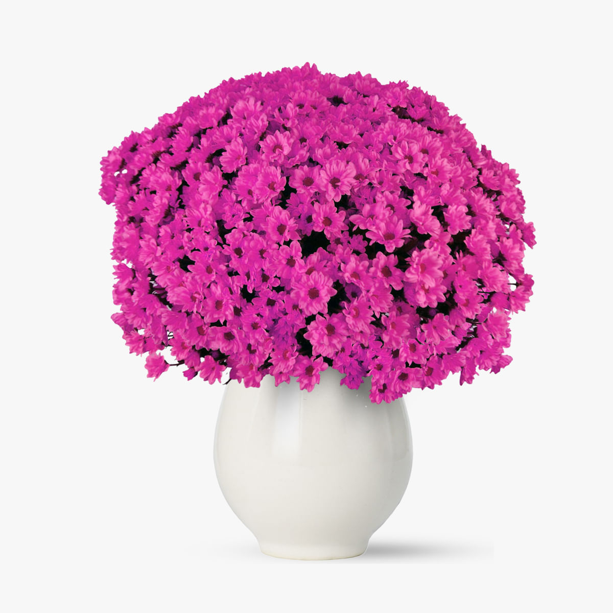 Buchet de 101 crizanteme roz – Standard