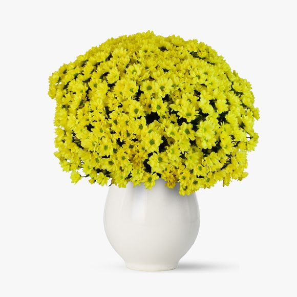 Buchet de 101 crizanteme galbene