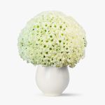 Buchet-de-101-crizanteme-albe