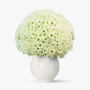 Buchet de 101 crizanteme albe