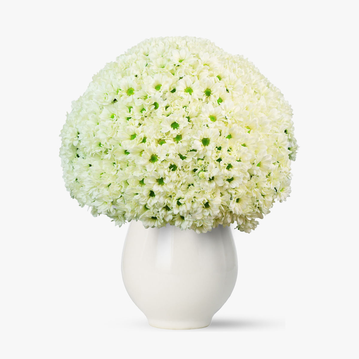 Buchet de 101 crizanteme albe – Standard