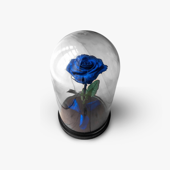 Blue cryogenic rose in the dome