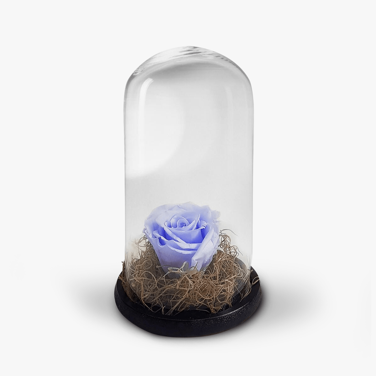 Trandafir criogenat lavanda, in cupola – Standard criogenat