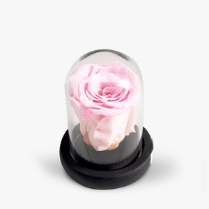 Pink cryogenic rose in mini dome