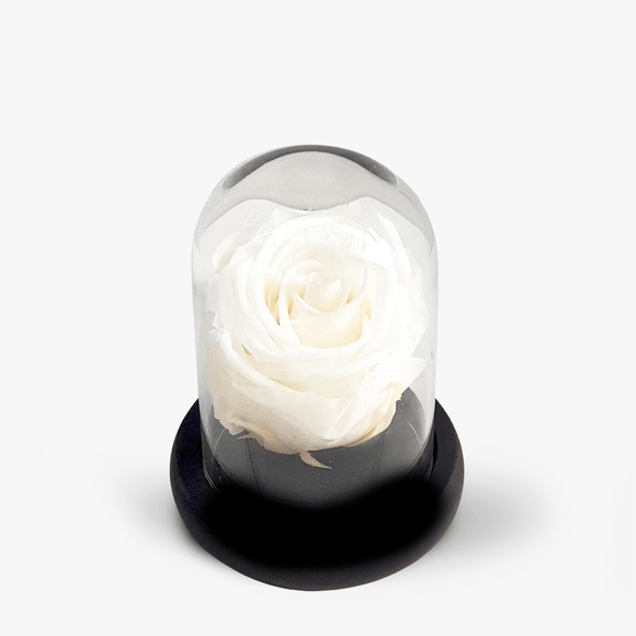 White cryogerate rose in mini dome