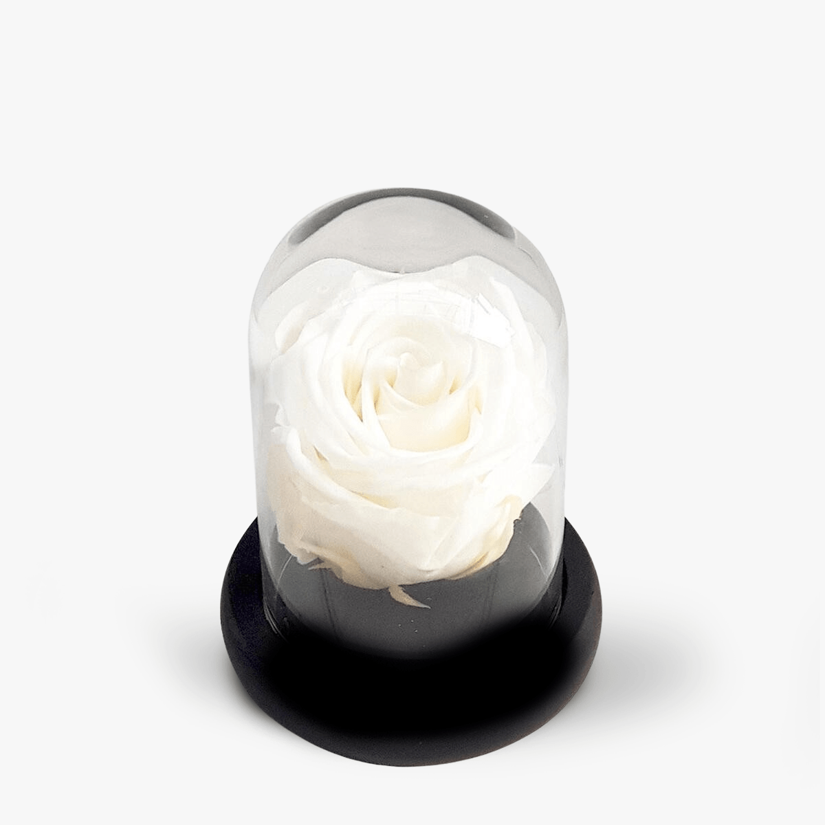 Trandafir criogerat alb in mini cupola – Standard alb