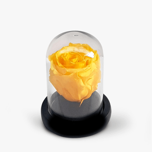 Yellow cryograted rose in mini dome