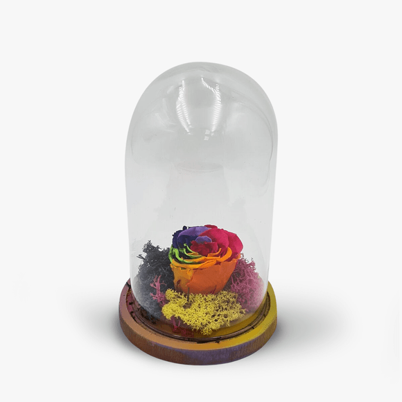 Multicolored cryogenic rose, in the dome