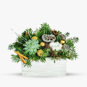 Succulent Christmas arrangement