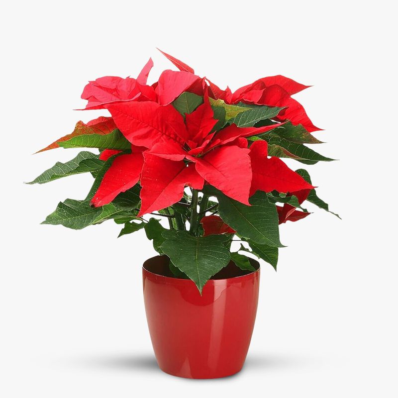 Craciunita---Plante-de-apartamen