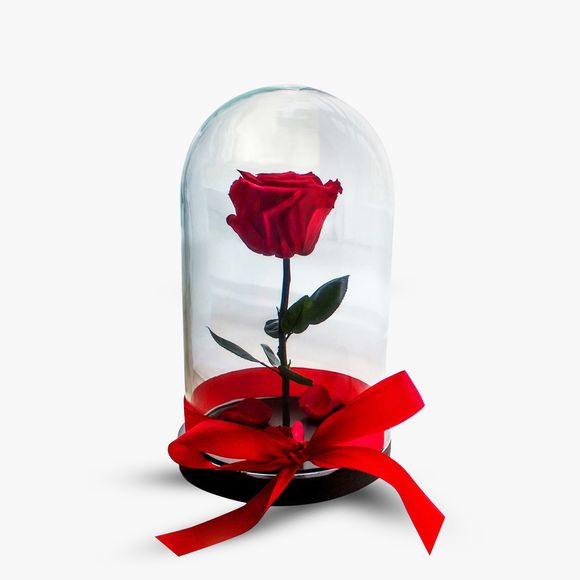 Red cryogenic rose, in a dome