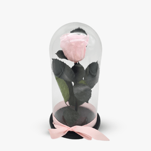 Trandafir criogenat roz, in cupola
