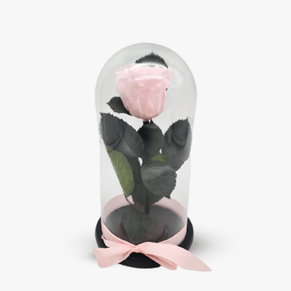 Pink cryogenic rose, in the dome