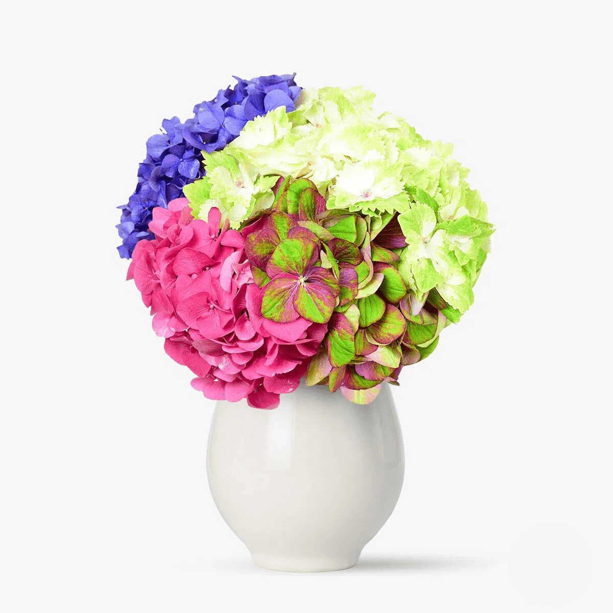 Buchet cu 1 Hortensia verde, 1 Hortensia alb, 1 Hortensia verde cu roz, 1 Hortensia roz, 1 Hortensia mov