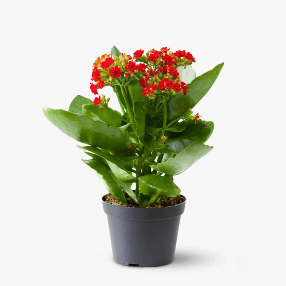 Kalanchoe rosie - Plante de apartament