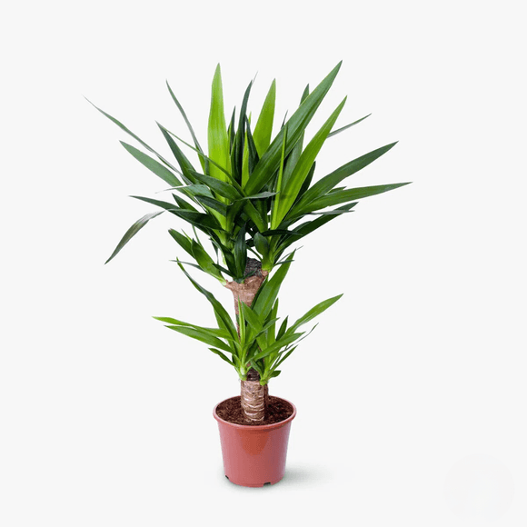 Yucca - Plante de apartament