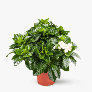 Gardenia - Plante de apartament